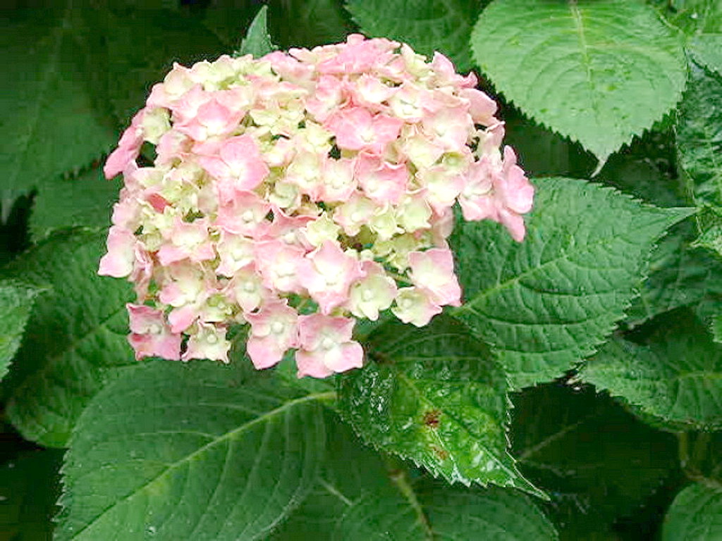 img0020.jpg