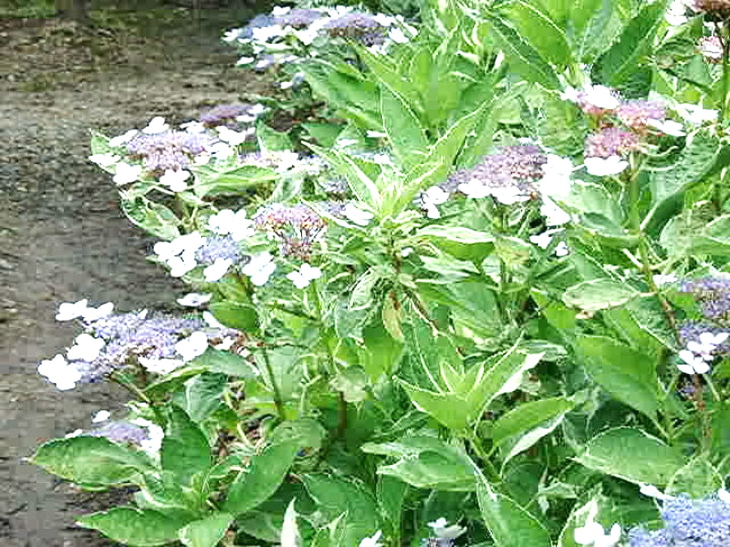 img0029.jpg