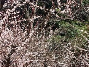 img0002.jpg