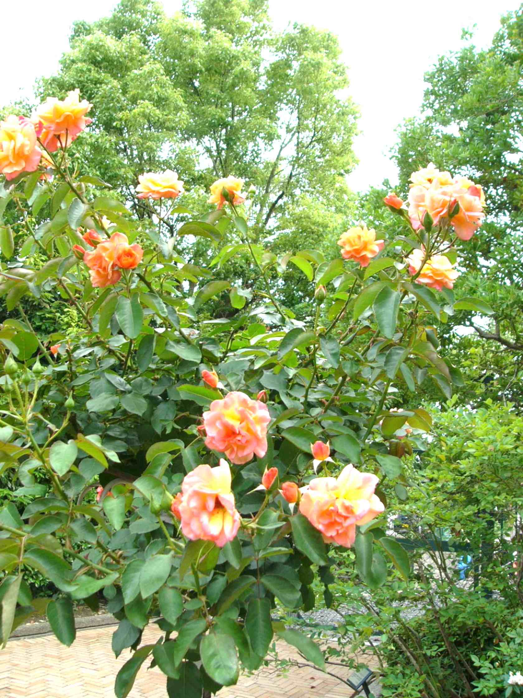 img0054.jpg