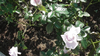 img0020.jpg