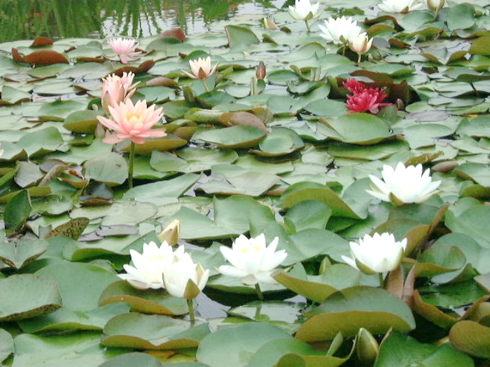 img0036.jpg