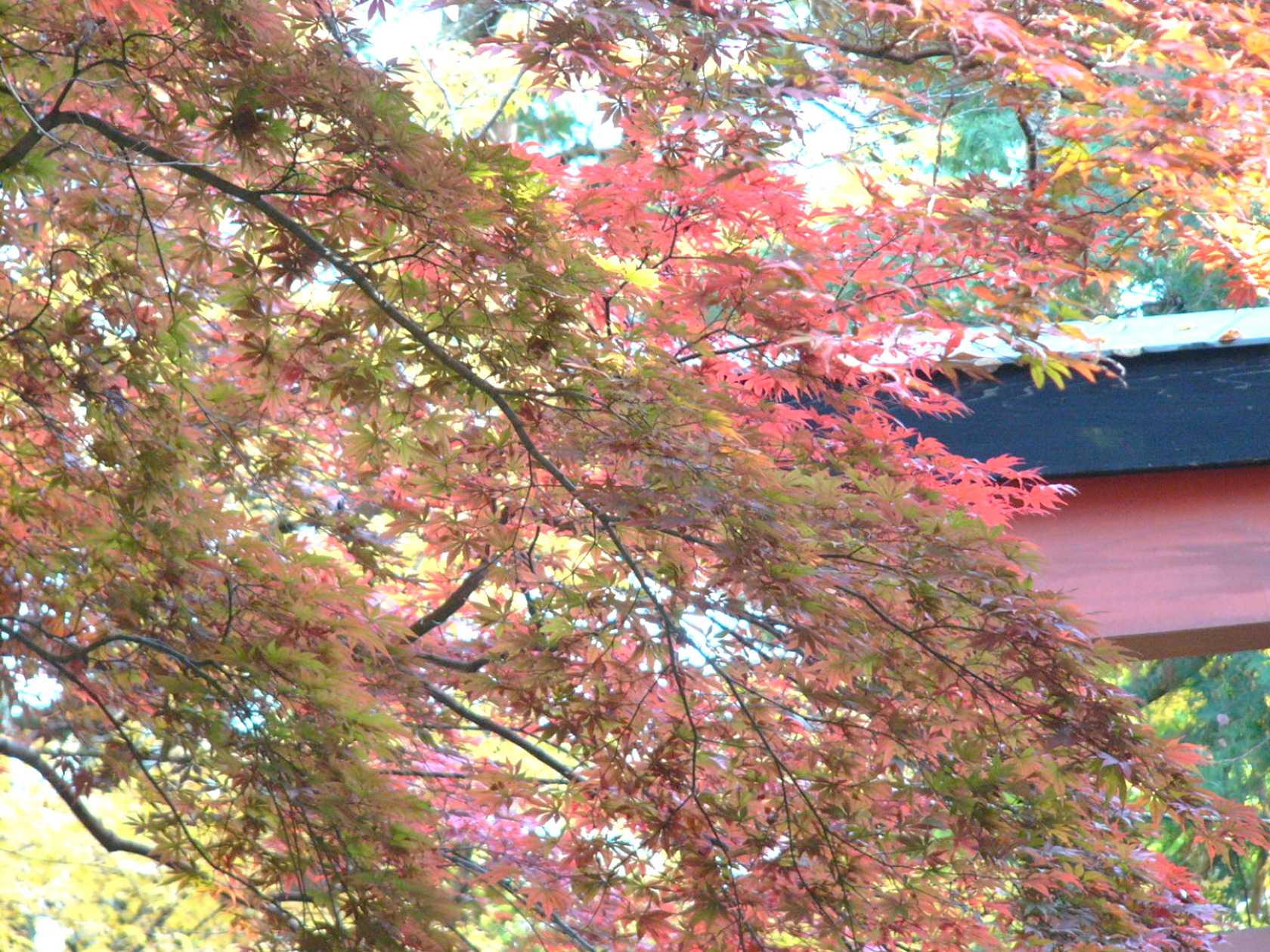 img0052.jpg