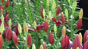 img0067.jpg