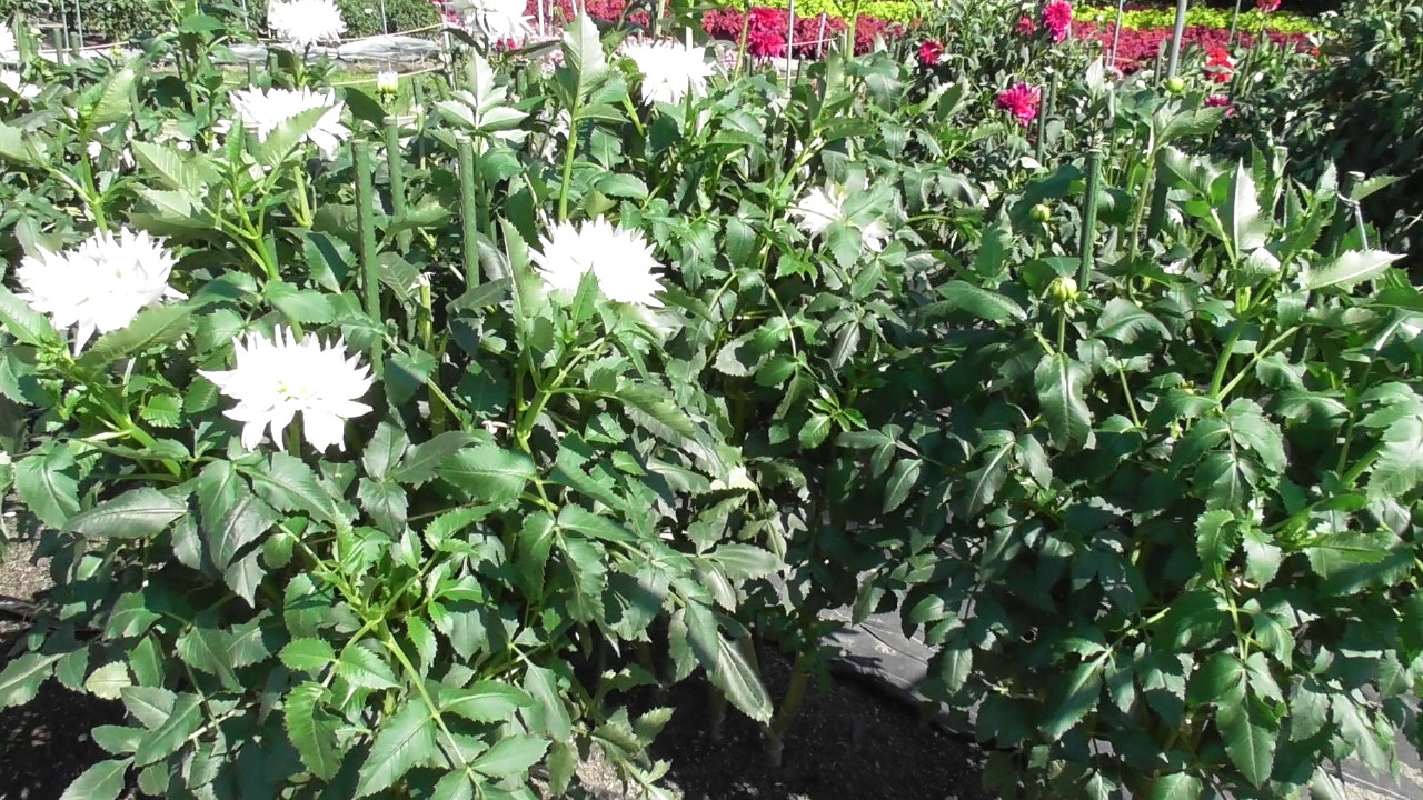 img0049.jpg