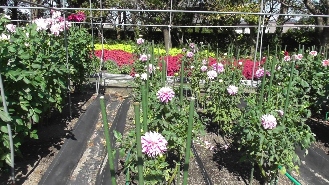 img0078.jpg