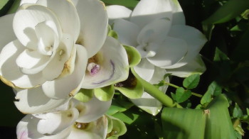 img0020.jpg