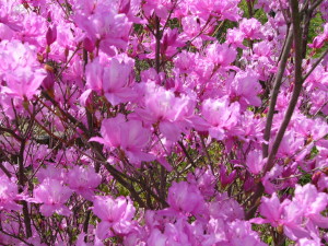 img0011.jpg
