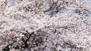 img0003.jpg