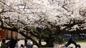 img0009.jpg