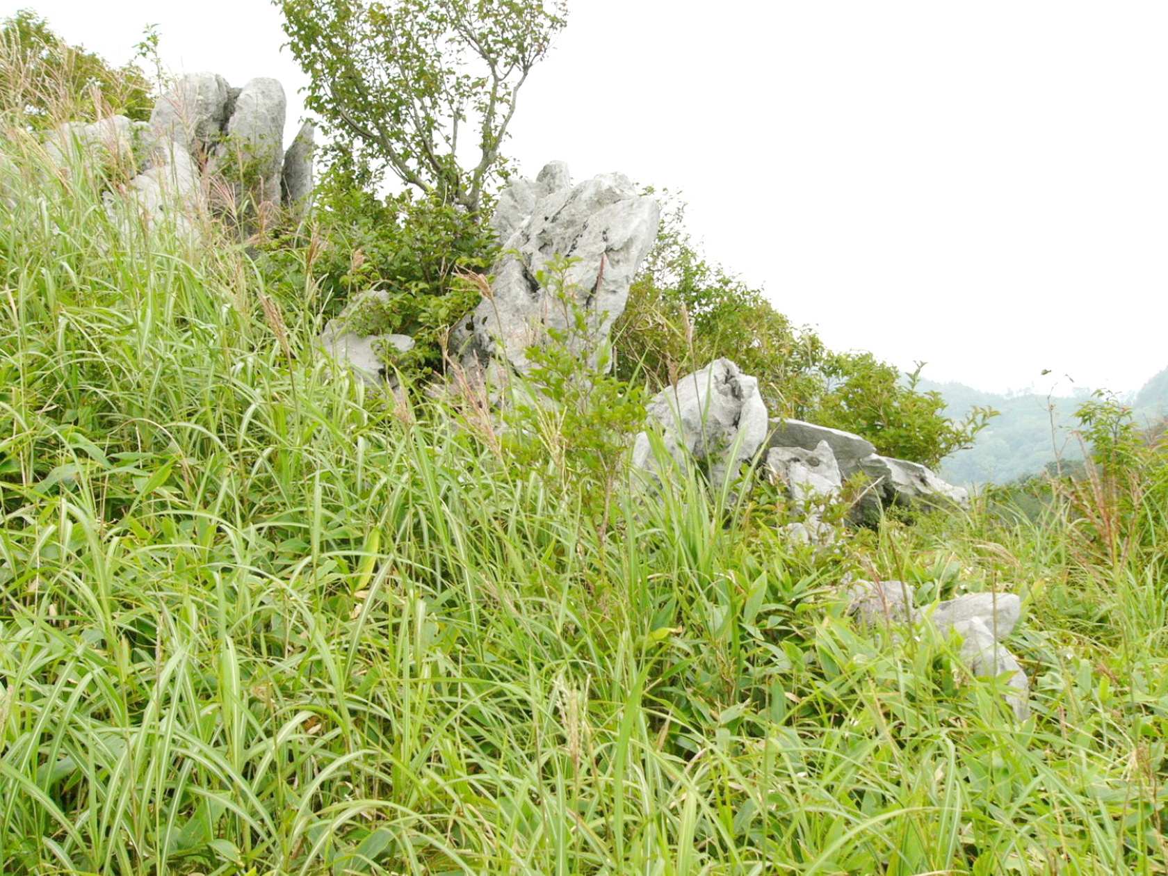 img0041.jpg