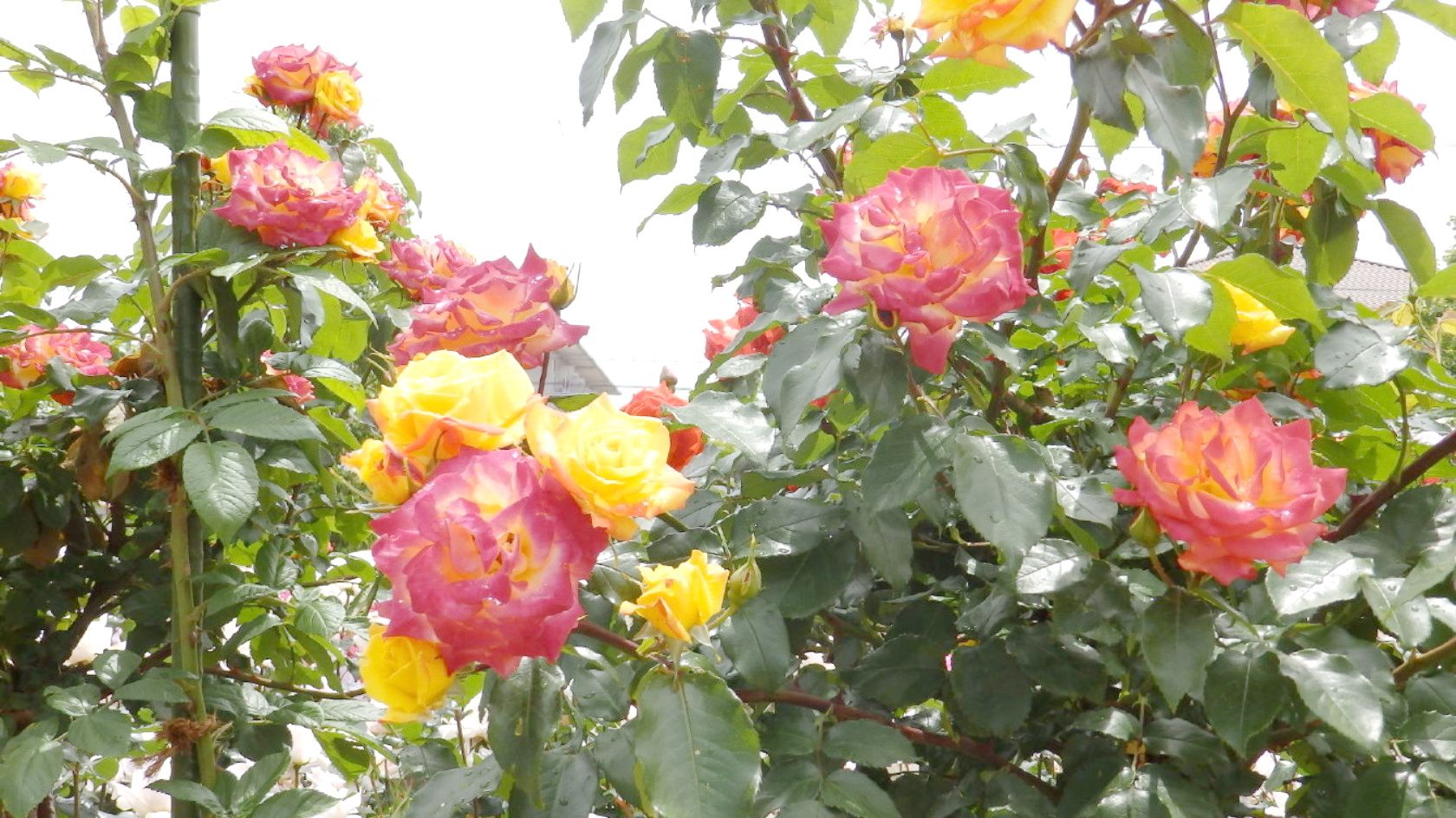 img0030.jpg