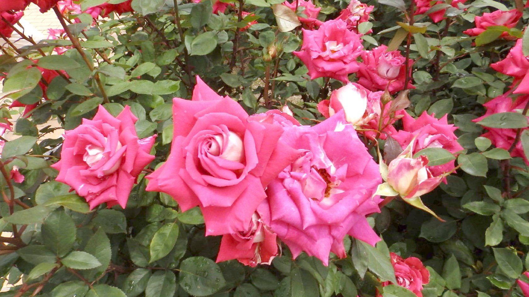 img0035.jpg