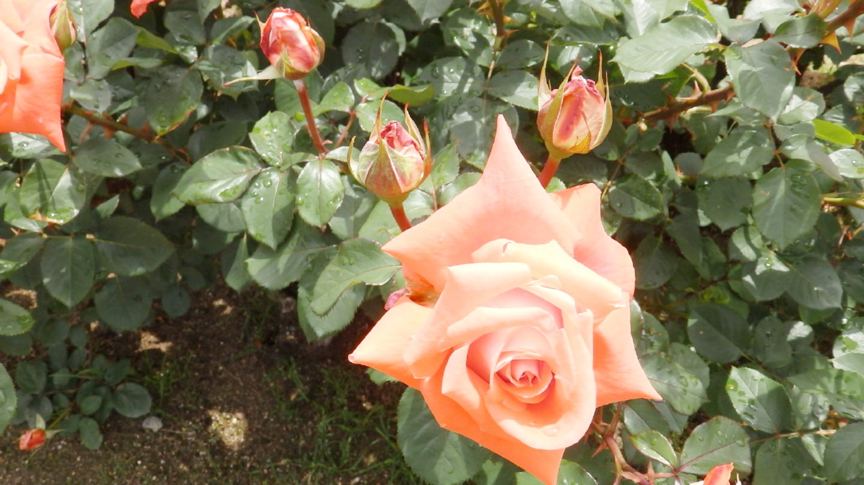 img0048.jpg