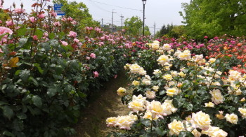 img0046.jpg