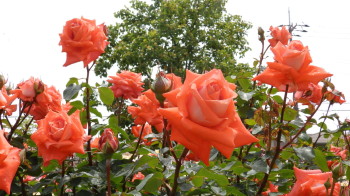 img0049.jpg