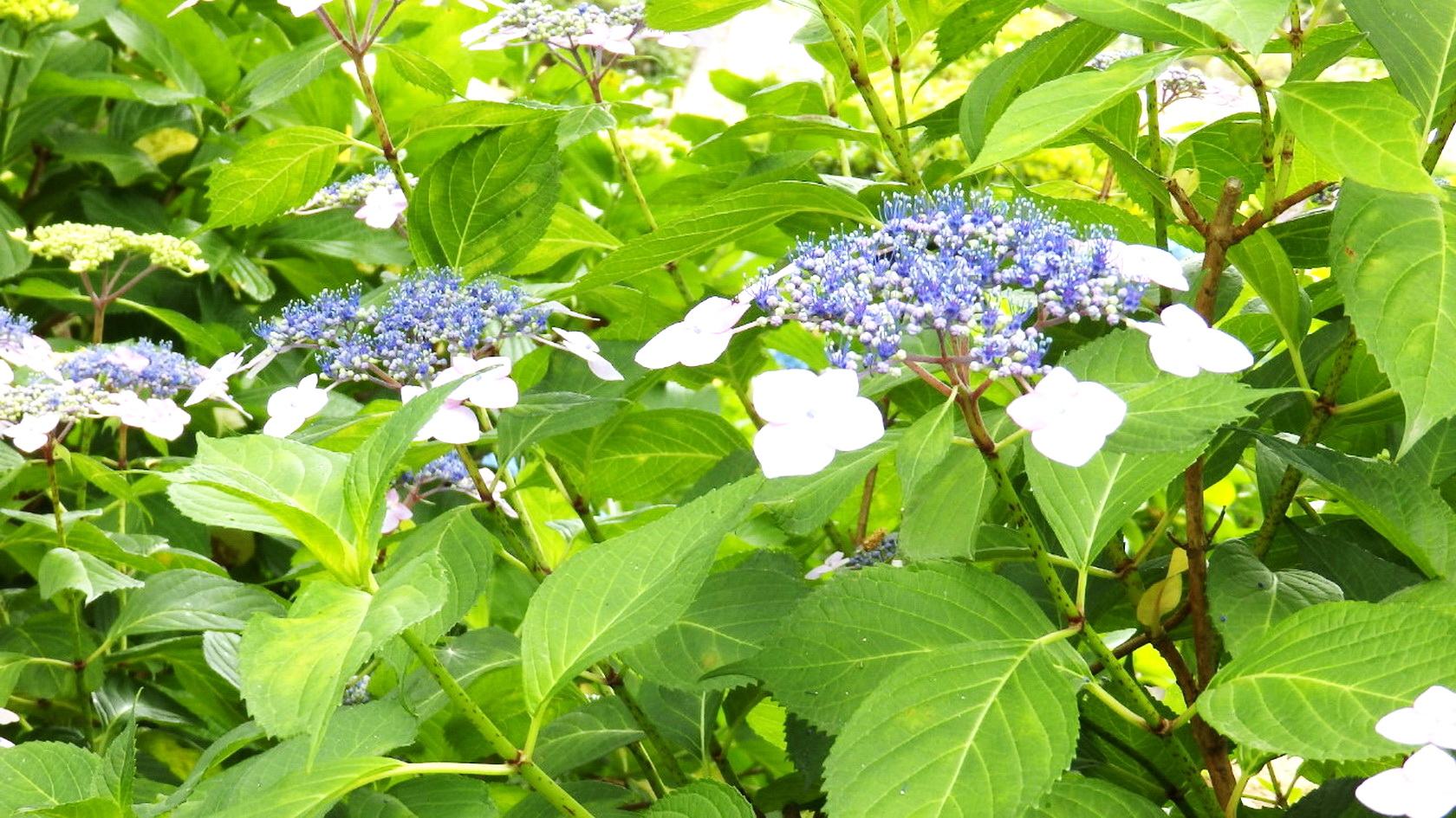 img0029.jpg