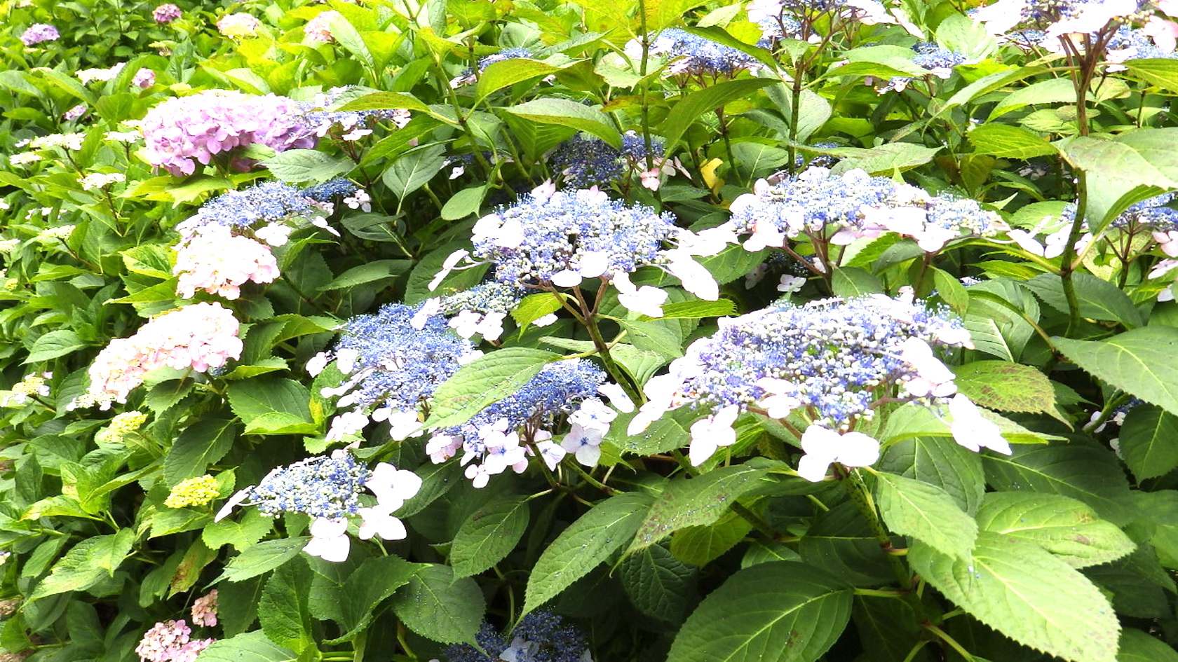 img0030.jpg